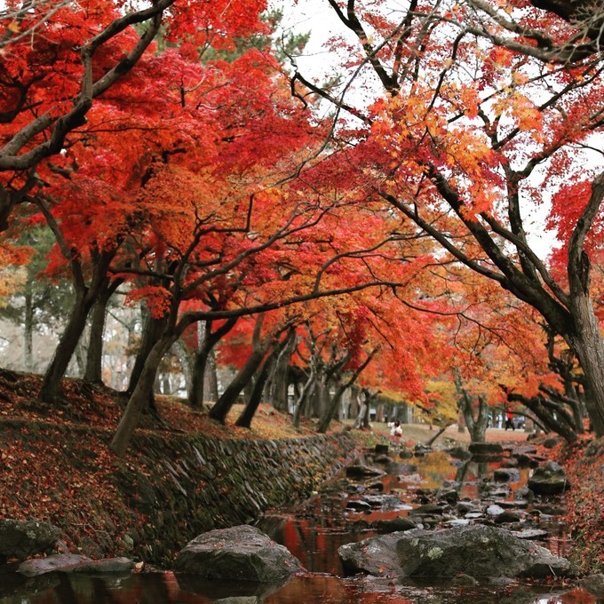 日本京都枫叶季旅游攻略,日本关西赏枫旅游攻略