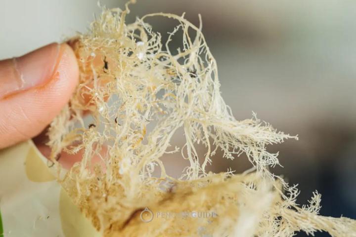 种草泉州美食,种草美食收藏