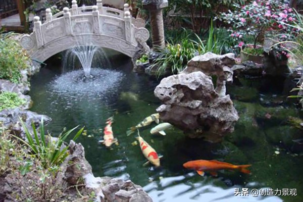 了解一下锦鲤鱼的饲养方法,养小锦鲤鱼的技巧和方法