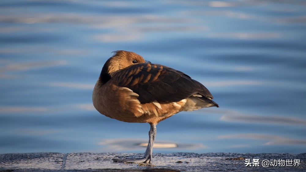 鸭子急促而又尖锐的叫声,鸭子的叫声是从哪里发出来的