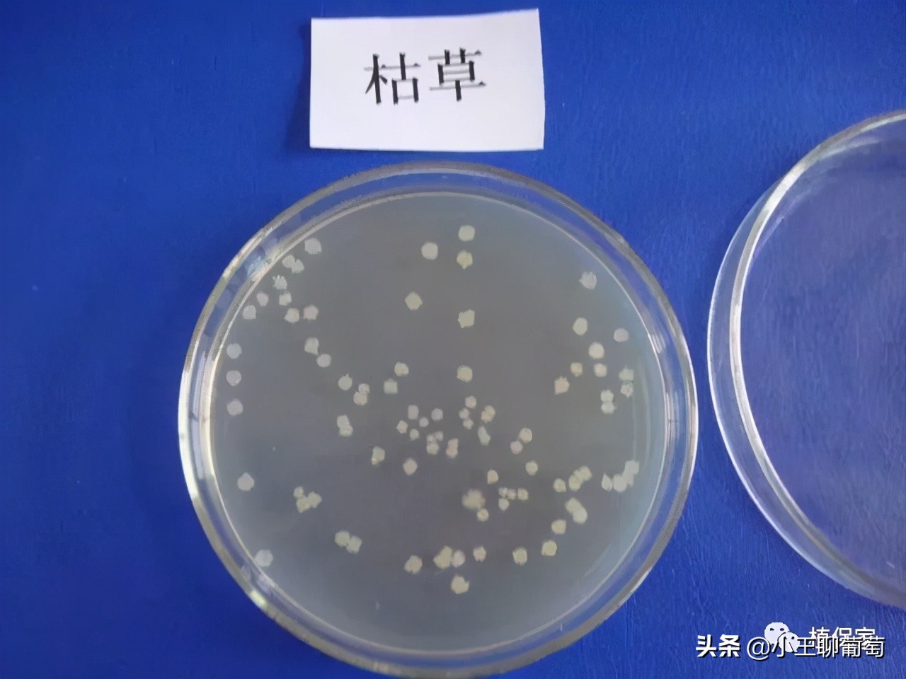 有病治病没病可以养根护根,有病治病没病杀菌