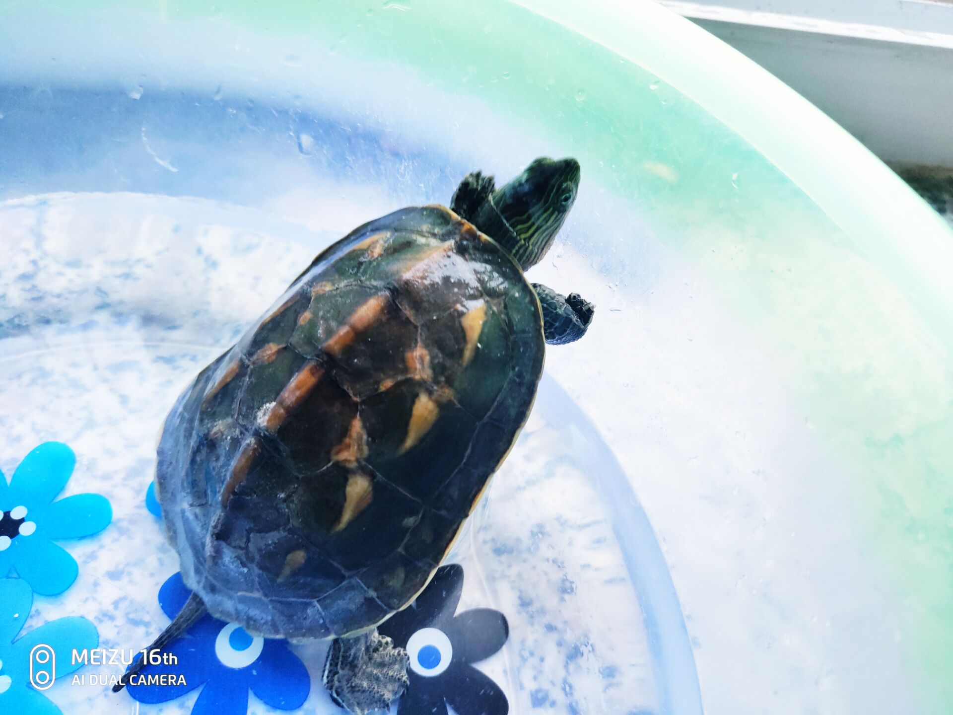 懒人适合养的宠物,十大最适合懒人养的宠物排名