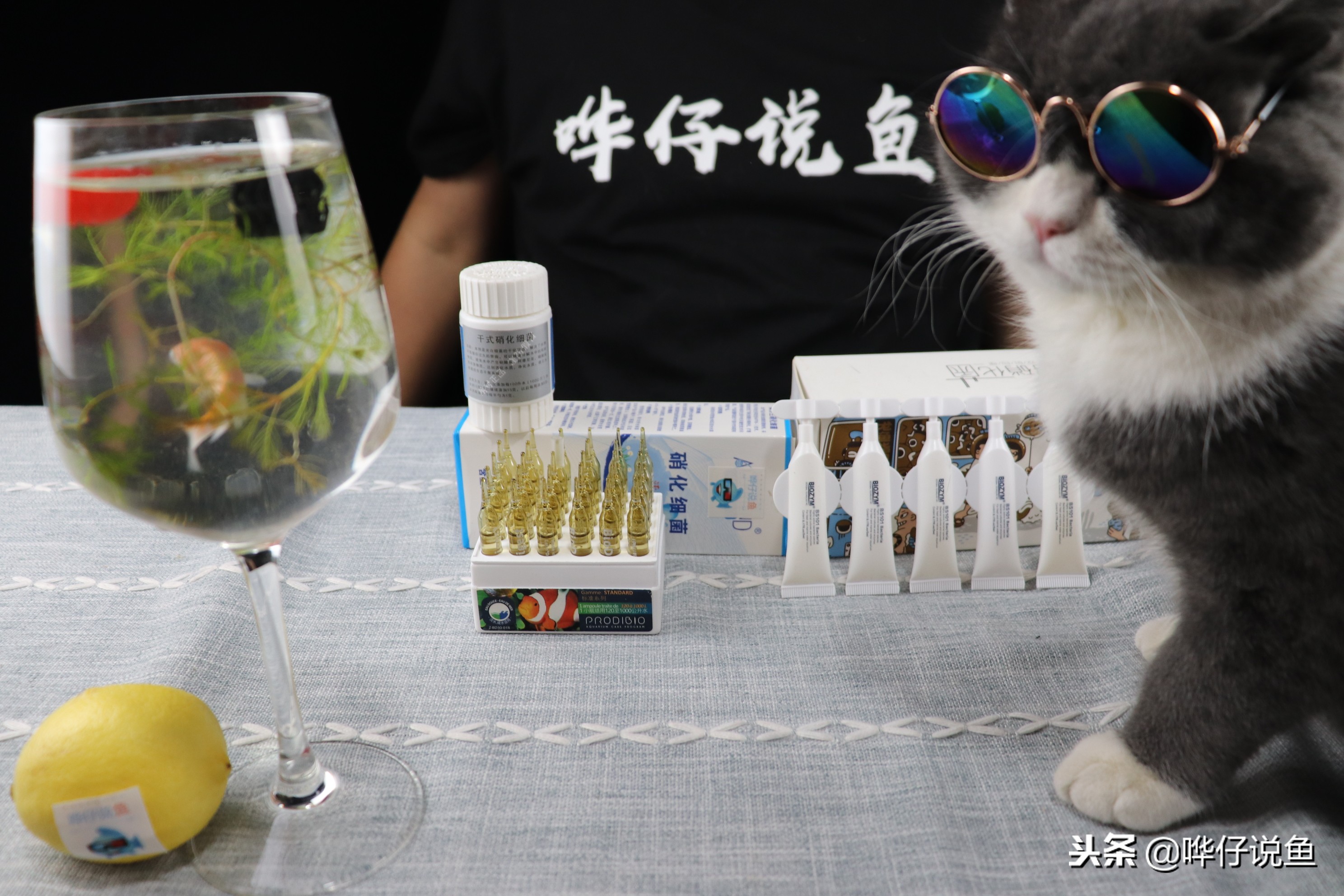 鱼缸如何快速培养硝化细菌,鱼缸快速培养硝化细菌的条件