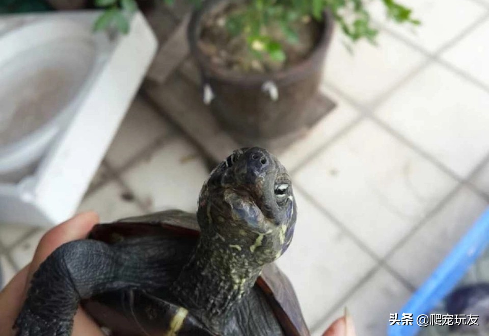 怎么判断自己买的龟是什么品种,什么样的龟好看