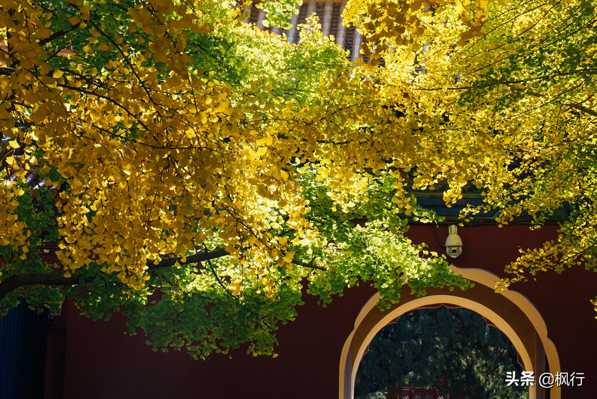 北京18个看银杏的好地方在哪,北京八大处看银杏攻略
