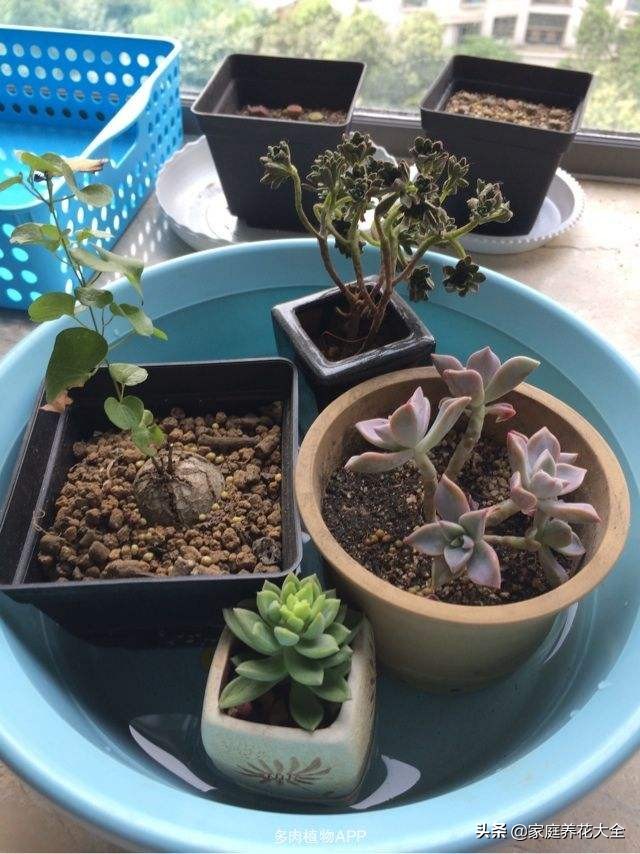 多肉火狐狸叶片皱巴巴,为什么我养的多肉叶片不饱满
