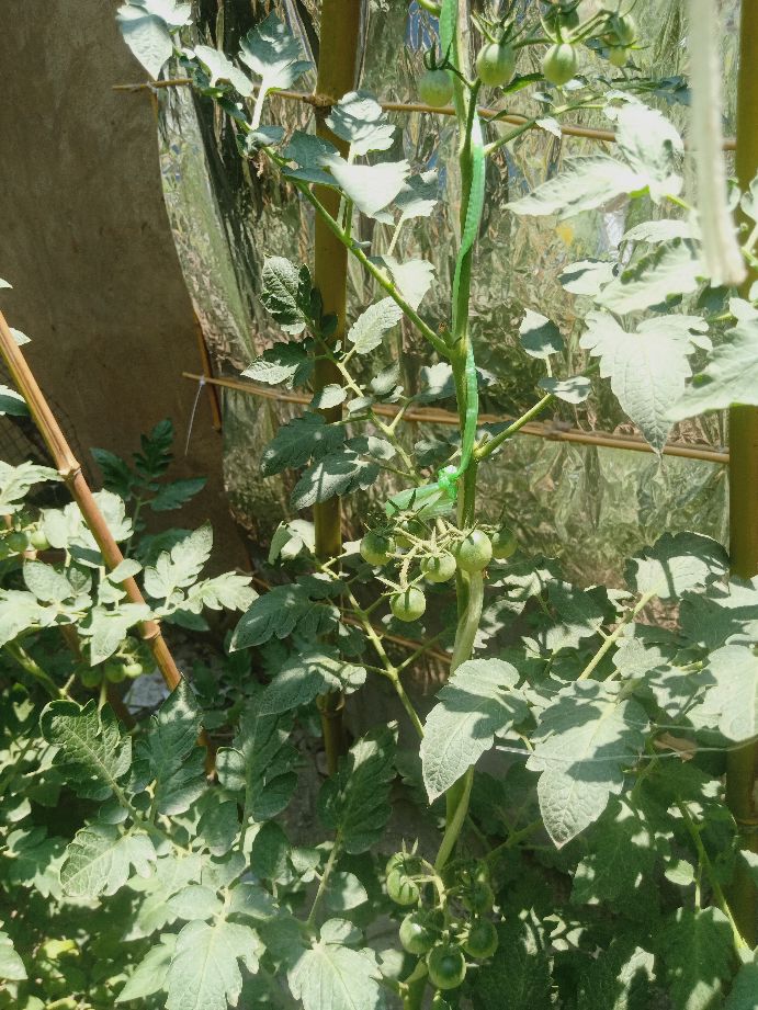 樱桃番茄最好的颜色,樱桃番茄挑选