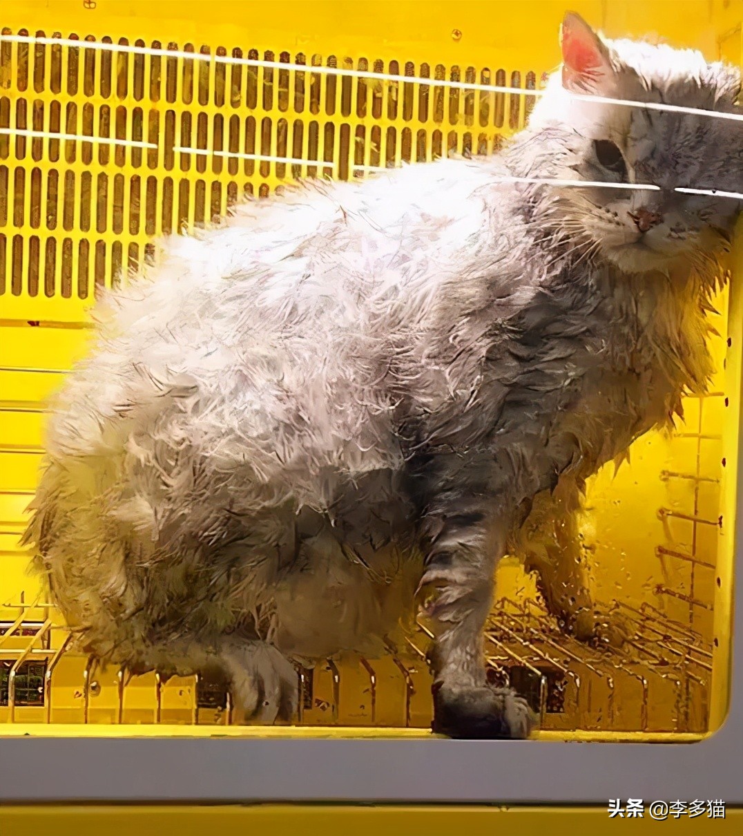 给猫咪洗澡的做法,给猫咪洗澡的方法和技巧