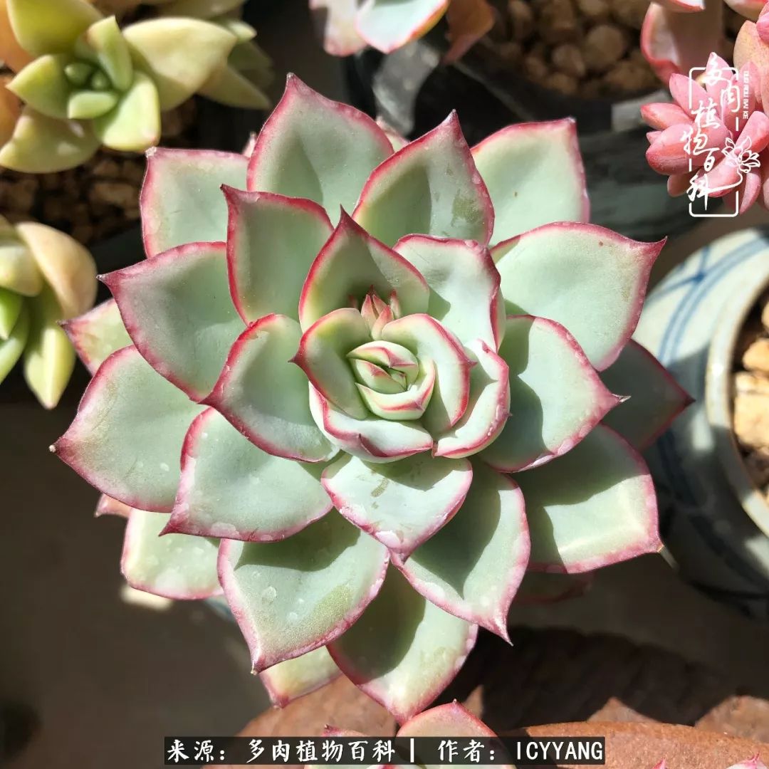 多肉隔着玻璃晒太阳效果好吗,隔着玻璃养的多肉照样长得好