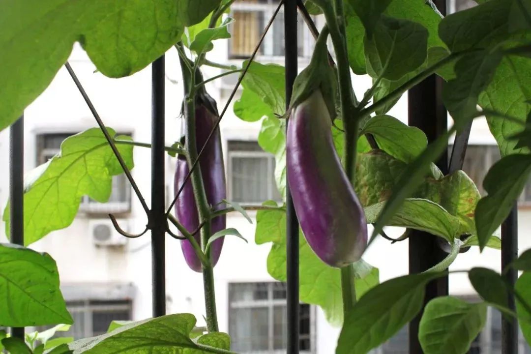 茄子病虫害早期症状,盆栽茄子落花落果什么原因