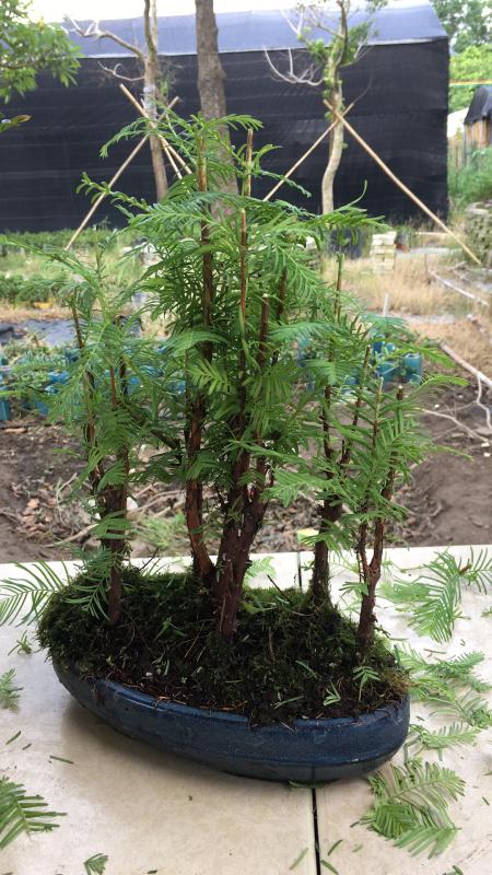 苹果盆景修剪技巧图解,新手也能学会的修剪盆景技巧