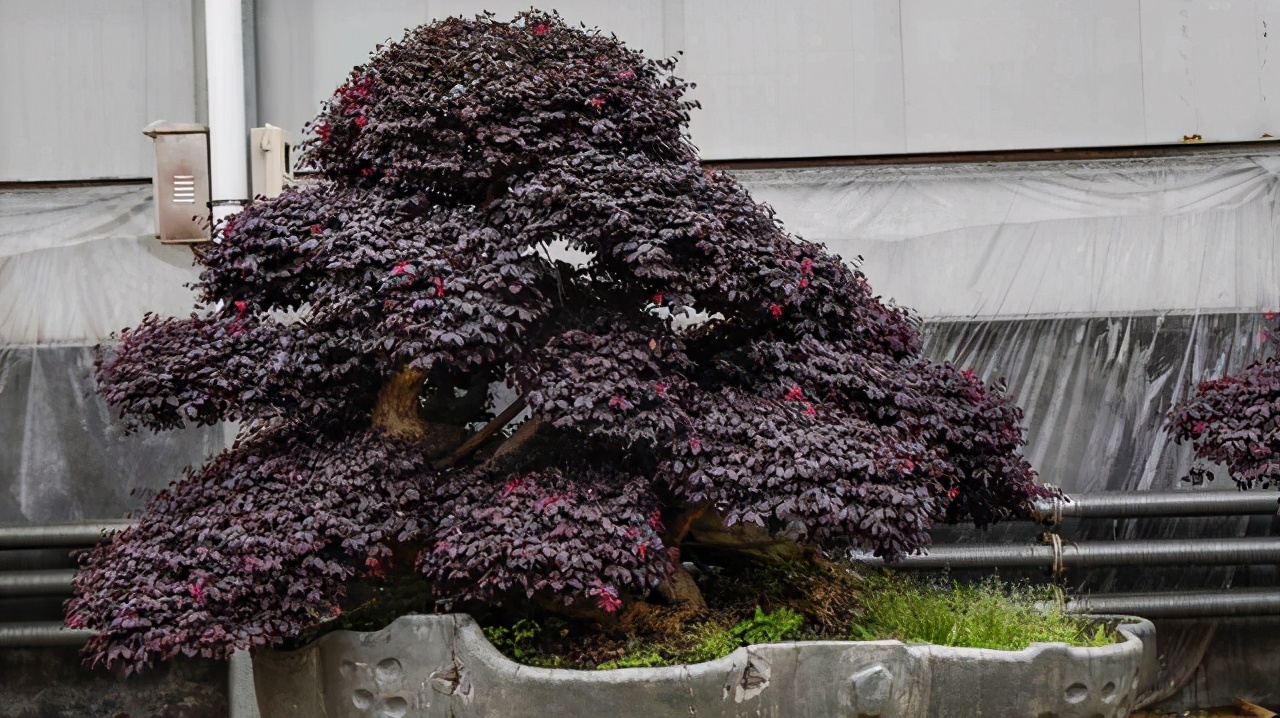 沙子可以代替火山岩养花,君子兰用火山岩好还是粗河沙好