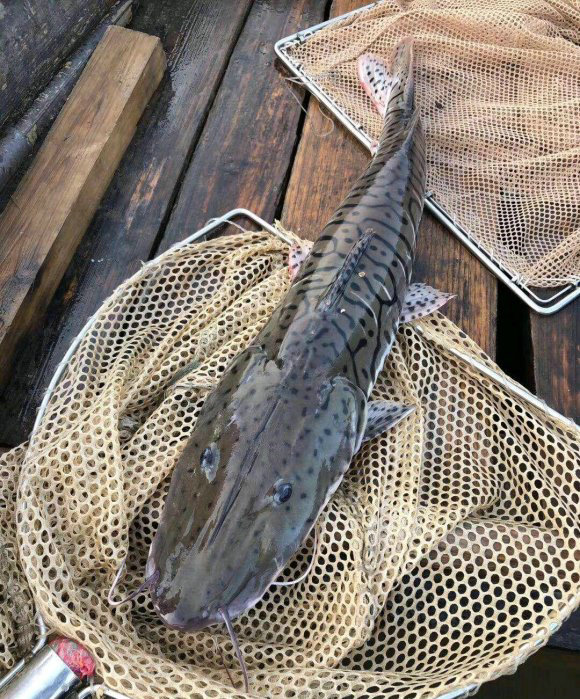 清远老乡北江河里捕获“虎皮怪鱼”，曾有多人遇见，能吃吗？