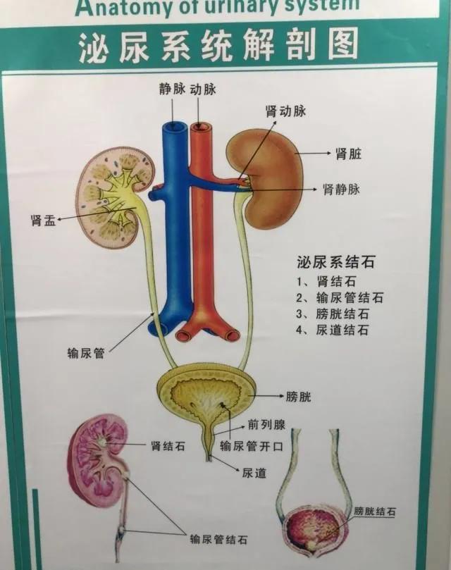 男子因腹痛被紧急送医丧命,男子腹痛难忍送医后猝死