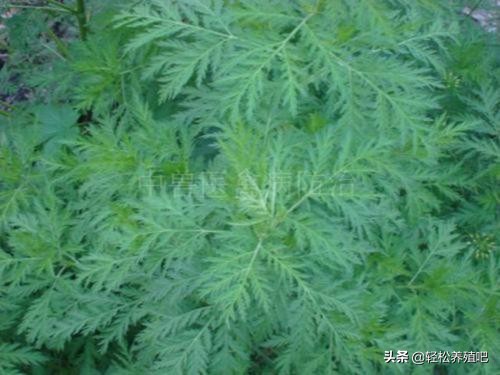 预防鸡瘟最好草药,预防鸡瘟的中草药