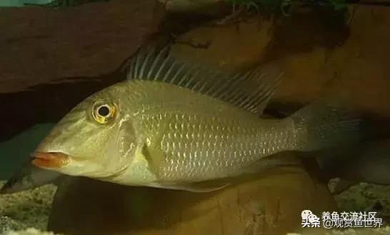 食土鲷一般多大尺寸,食土鲷哪个品种小一点