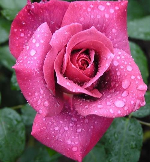 切花火焰月季,适合新手的切花月季