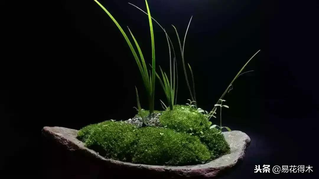 文房菖蒲怎么养殖,菖蒲的养护方法