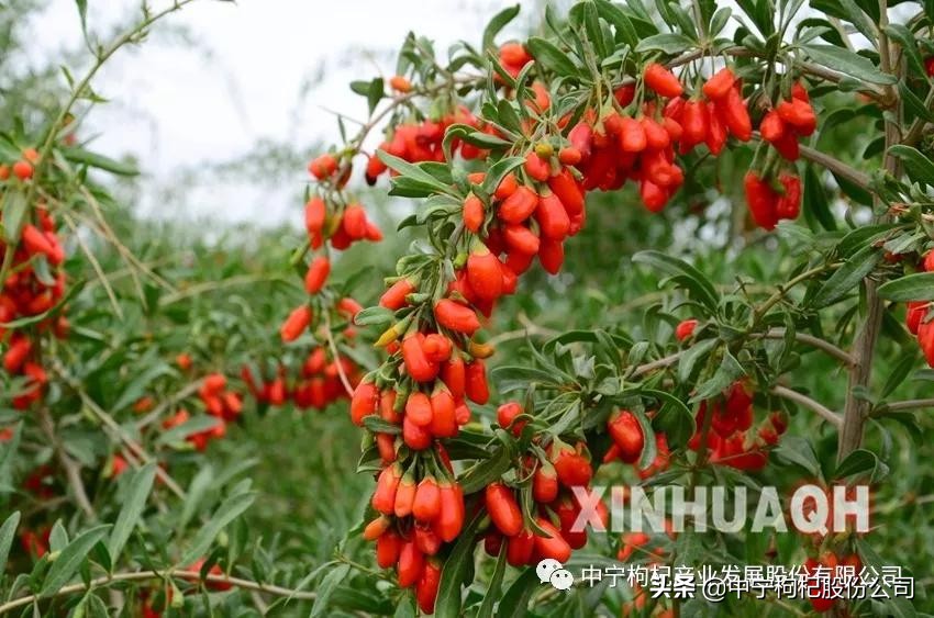 枸杞知识大全100例,枸杞知识大科普