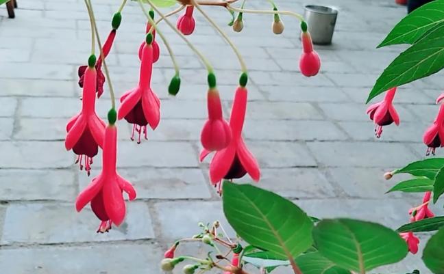 倒挂*钟金**招飞虫？花姐给你说一招，驱虫、养护两不耽误