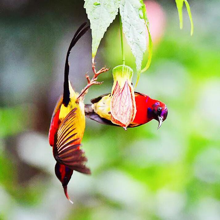 蜂鸟与太阳鸟区别,太阳鸟就是蜂鸟吗