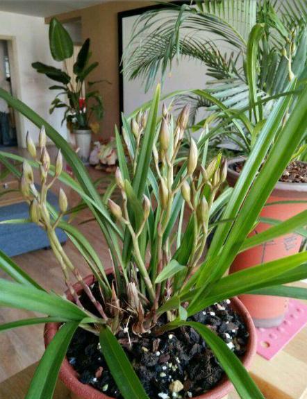 兰花奇草开奇花,适合新手养的兰花有哪些带图片