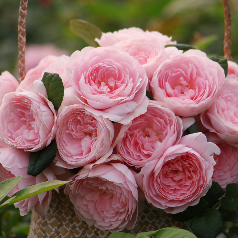 20种必买月季品种图片,网购月季有哪些品种好活