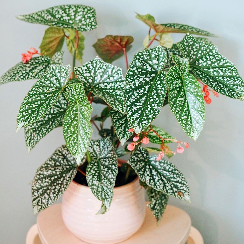 人养花花,人养花花养人哪些花养人