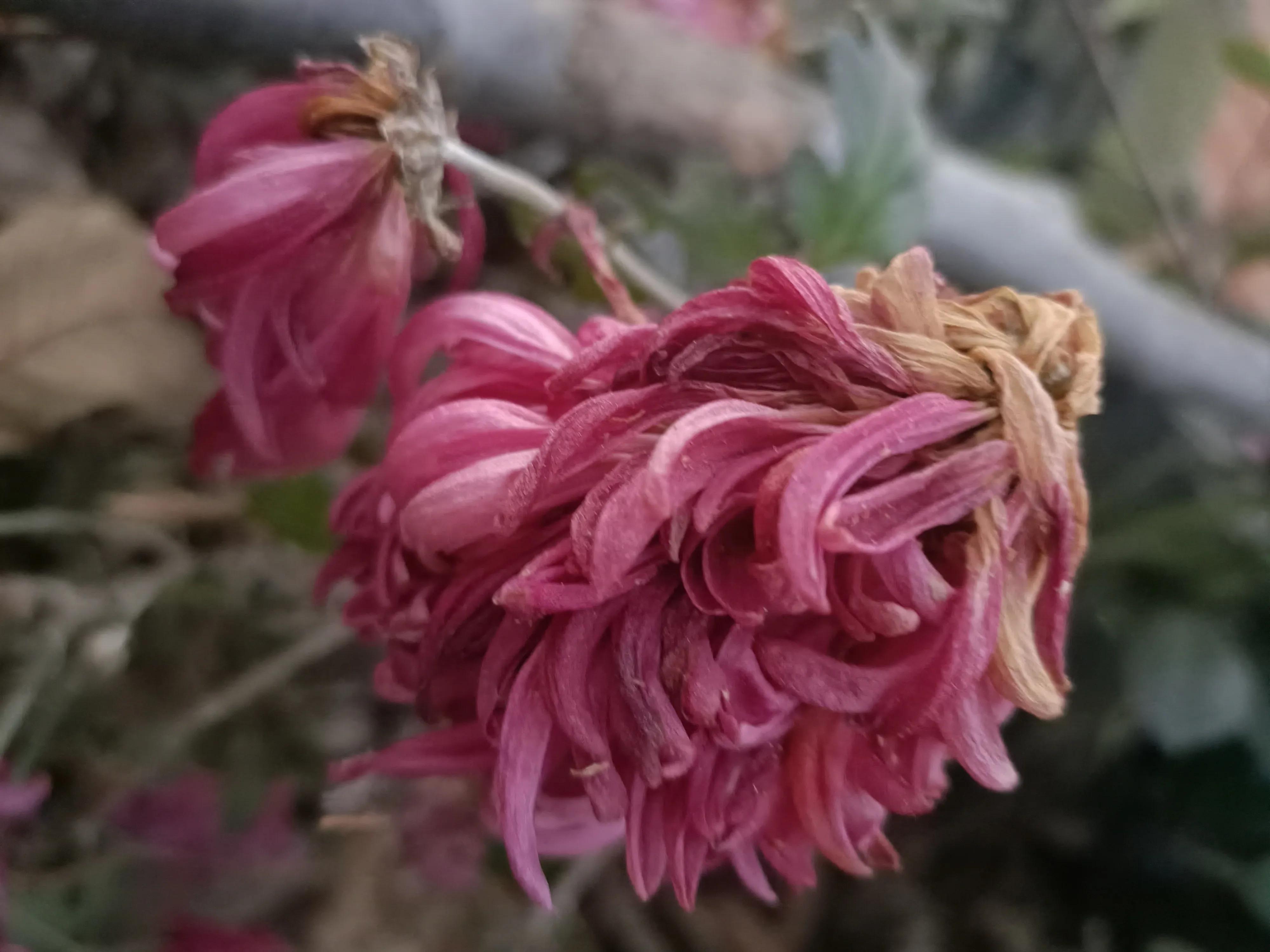 初冬，河渠畔，凋零的美之菊花的气节