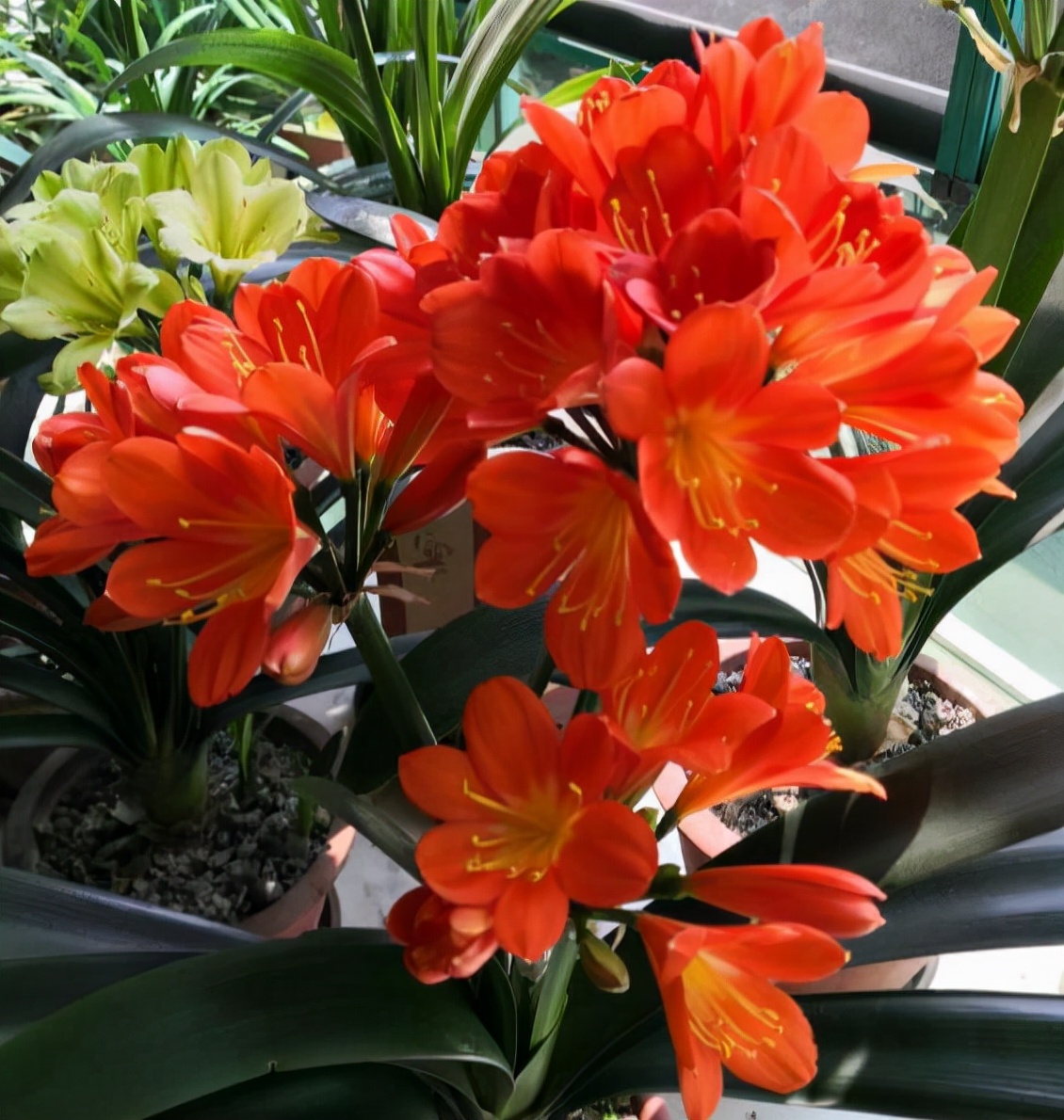 十月适合养什么花,十月现在季节养什么花不怕冷