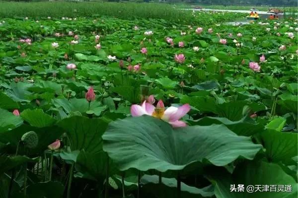 天津去哪里拍荷花最佳,天津荷花观赏地点