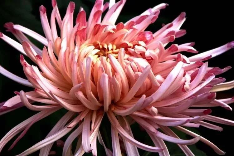 花中四君子菊花,花中四君子菊花的简介