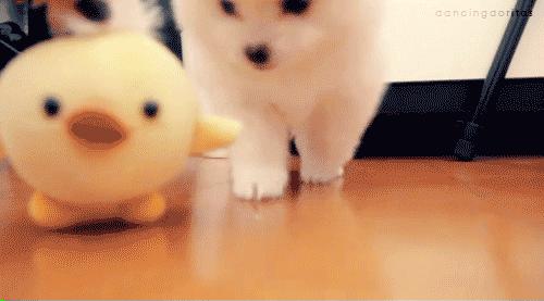 狗狗总是用屁股蹭地板，你以为是它在卖萌装傻，事实真是这样吗？