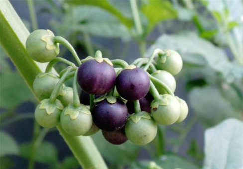 80后的童年吃的野果江西,小时候吃的野果有白汁