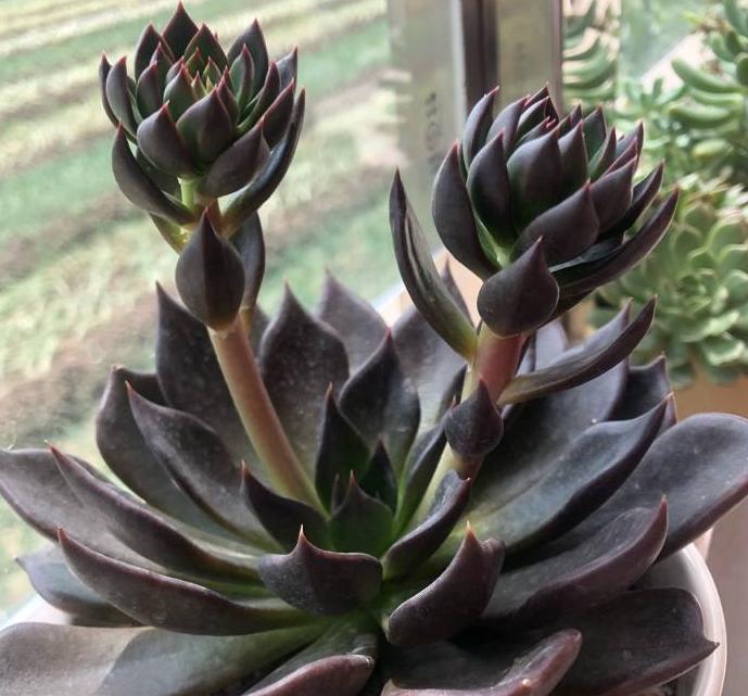 东云系列多肉黑王子有哪些品种,黑王子多肉怎么养才能爆头