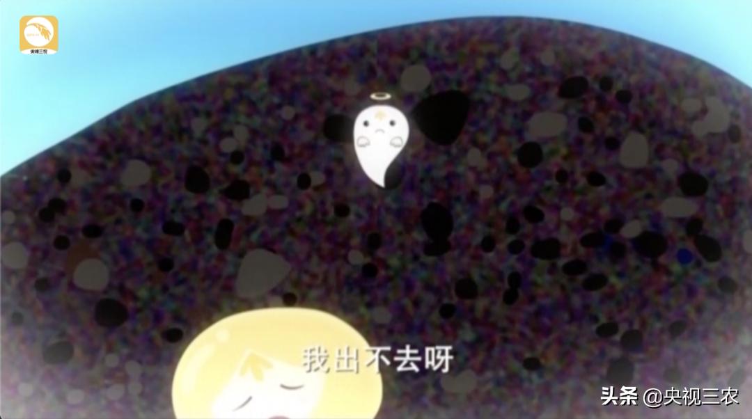 奶牛不孕症最佳治疗方法,奶牛受胎率低什么原因