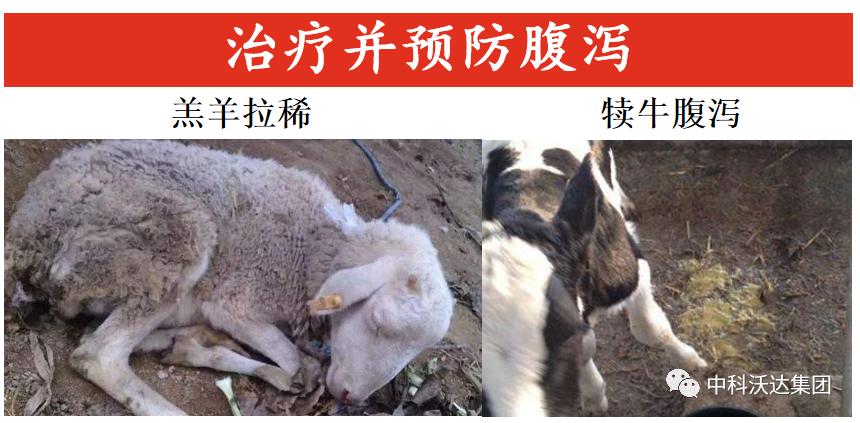 益力健牛羊专用中成药,益立健兽药