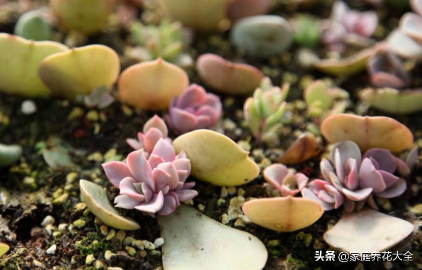 多肉放假了怎么养,5月份的多肉怎么养护