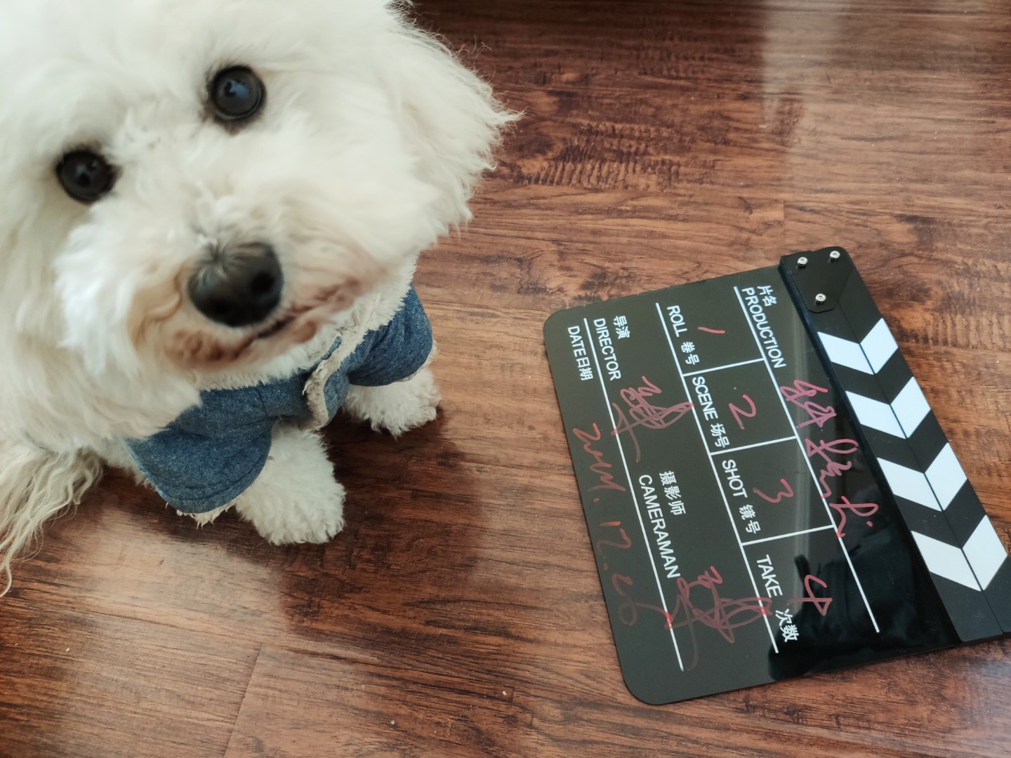 小宠智能喂食器,小顽智能宠物喂食器测评