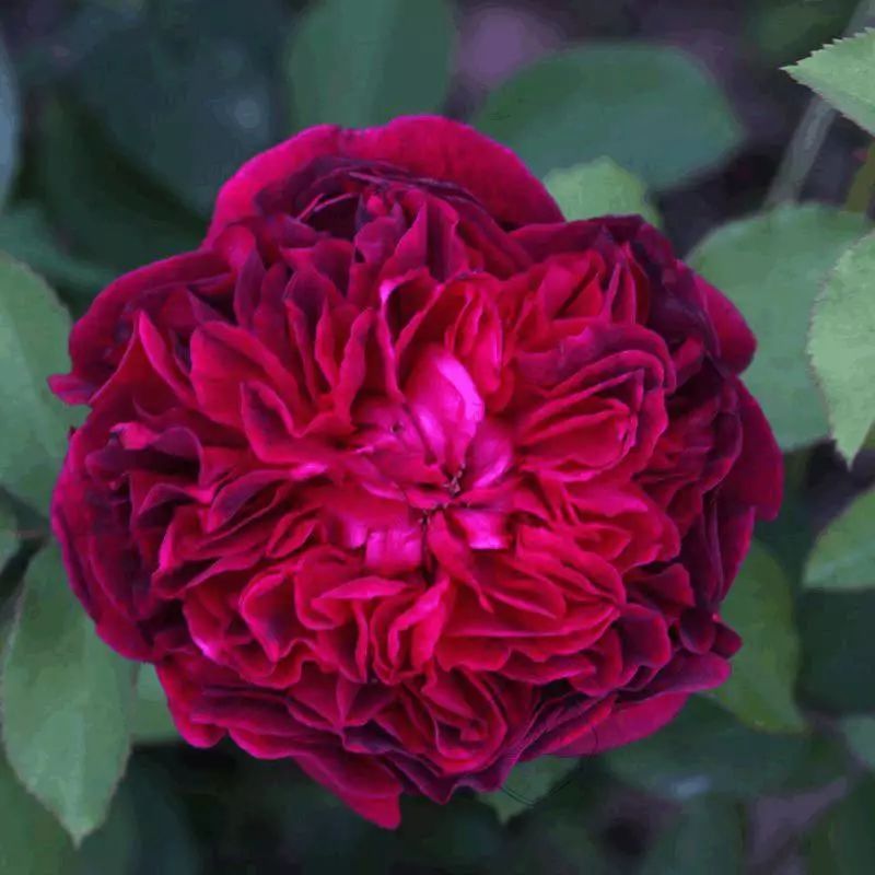 一万年一次的2020520;一起认识100种玫瑰~别送错啊