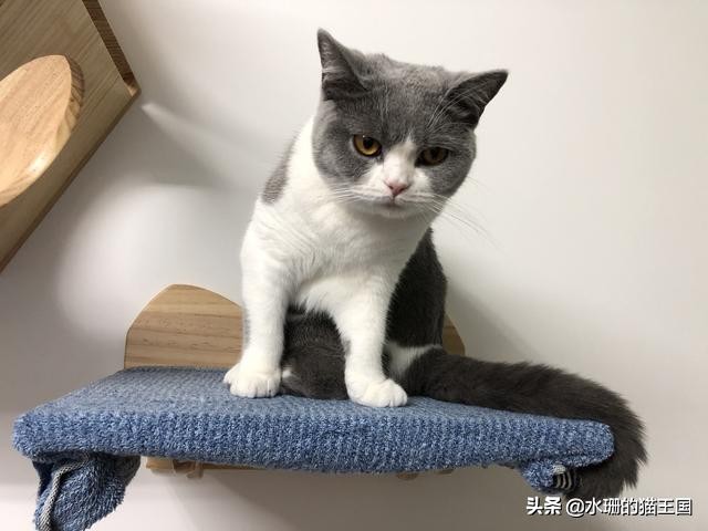 不正经的猫咪好不好,不正经的猫