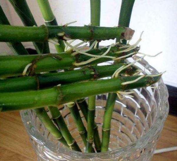 室内水培富贵竹发臭了怎么办？跟着3步走，还能恢复生机