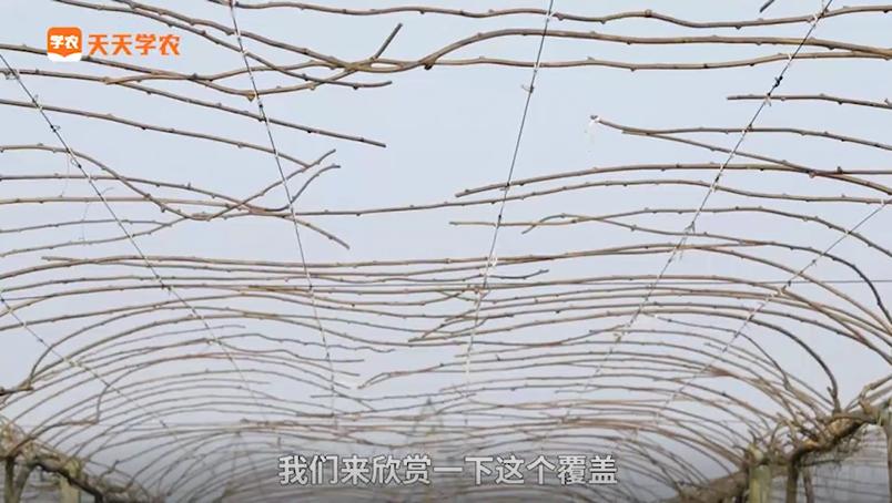 立冬修剪树枝会不会冻死,猕猴桃春季修剪的最佳时间