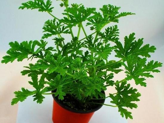 从物理驱蚊开始,如何物理驱蚊灭蚊