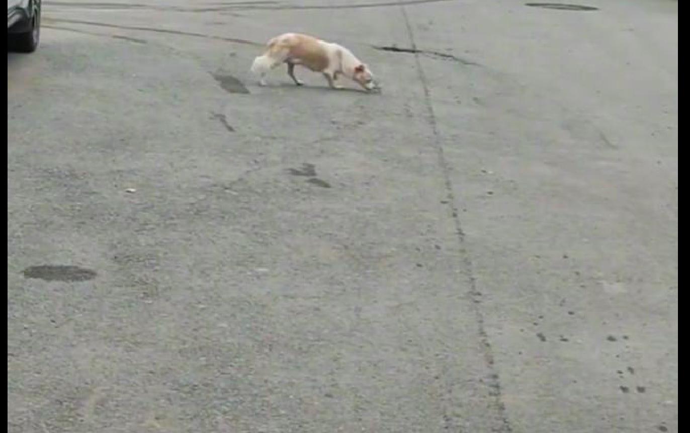 流浪狗举动让人泪目,流浪狗让人心疼害怕却不咬人