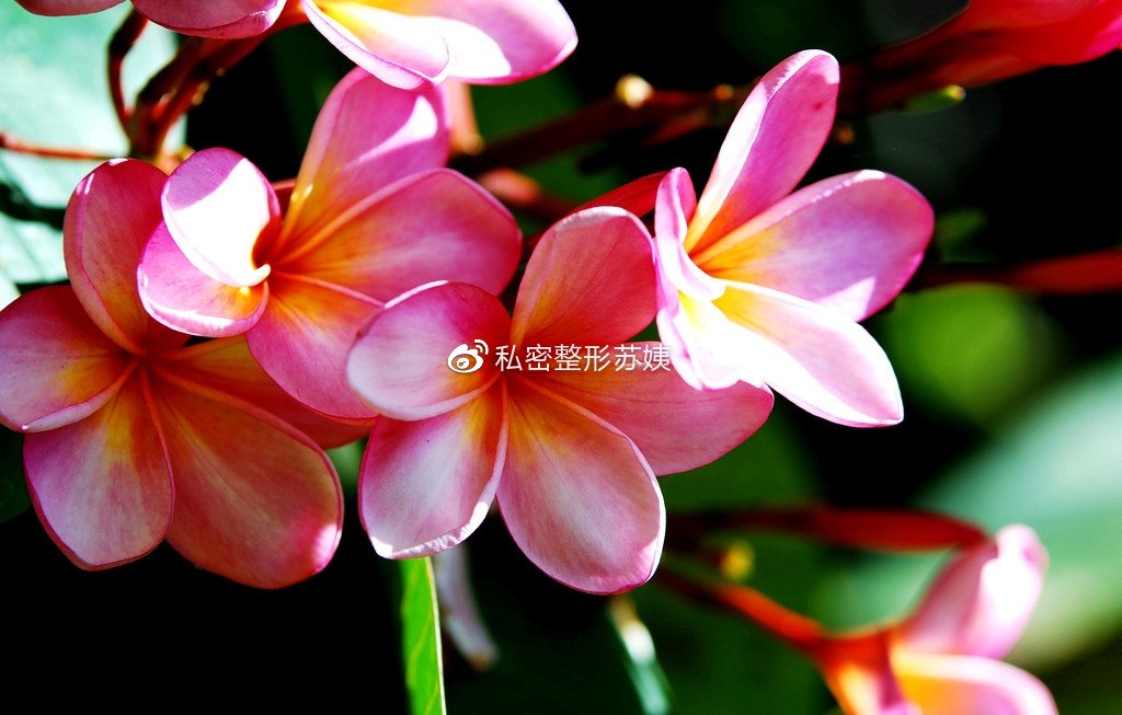 女人下身有豆腐渣现象普遍吗,私密豆腐渣