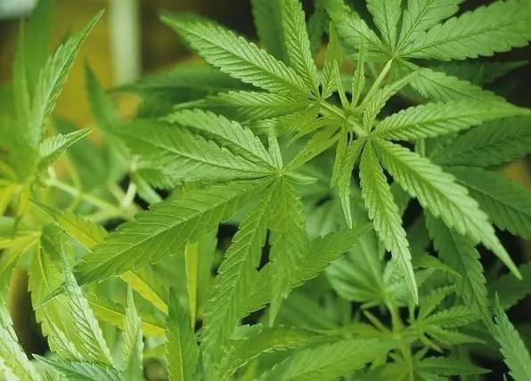 巴马长寿之秘火麻,世界长寿之乡巴马火麻