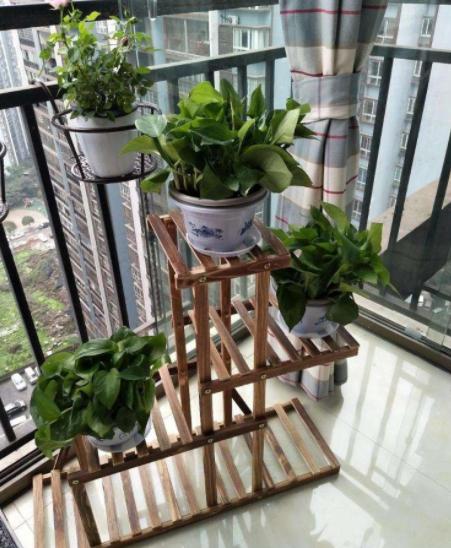 高温天气养绿萝？放点它，叶子油绿，1个月窜出2米长