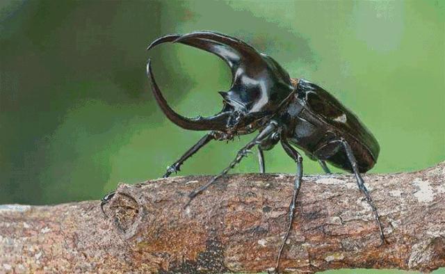 只要19.9元！3000+昆虫萌宠来袭！首届昆虫萌宠主题沉浸展空降武汉