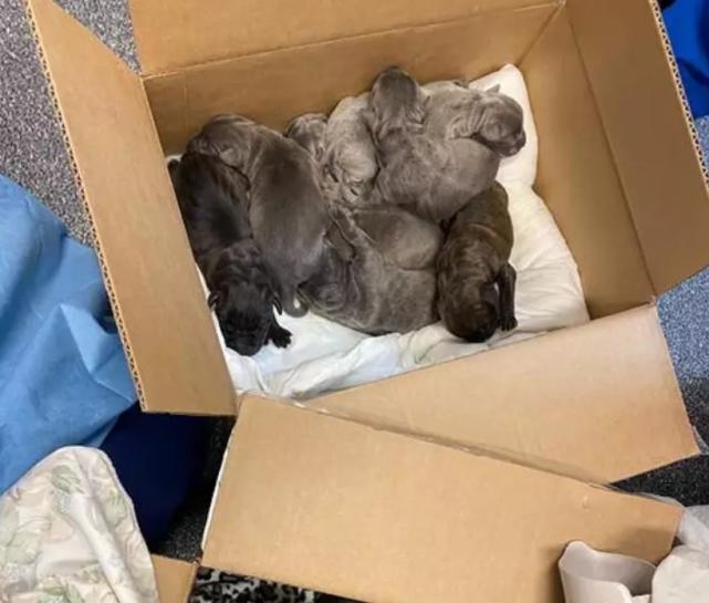 狗妈妈5天产下31只狗崽创世界纪录,世界狗狗生崽的吉尼斯纪录